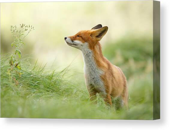 Zen Fox Series - Zen Fox Canvas Art Print by Roeselien Raimond