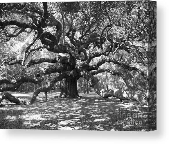 Angel Oak Tree Black and White Canvas Art Print by Melanie Snipes
