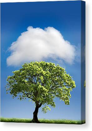 Trees Canvas Prints for Sale