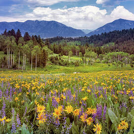 Spring Meadow Glory - Caribou Mountains Idaho by Leland D Howard