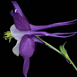 Columbine 781 by Julie Powell