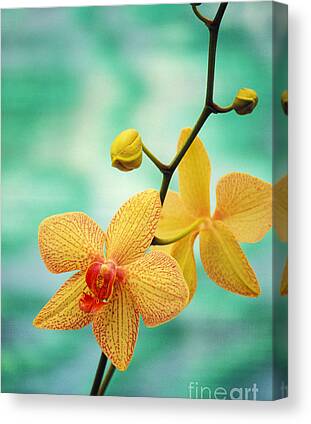 Orchid Canvas Prints for Sale