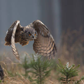 Eurasian Eagle-owl by Milan Zygmunt