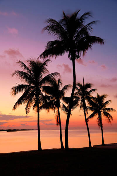 Florida Breeze Art Print