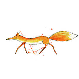 Fox  by Andrew Hitchen