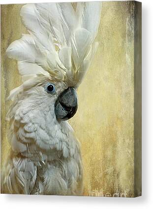 Cockatoo Canvas Prints for Sale