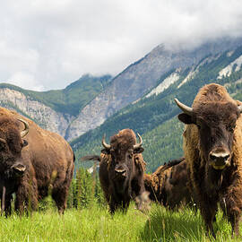 Herd Of Buffalo Or Bison, Alberta by Peter Adams