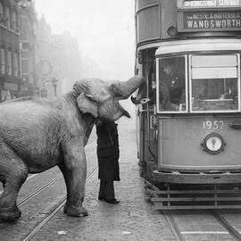 Hungry Elephant by Fox Photos