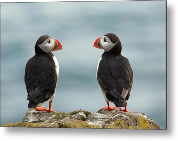 I Love You - I Love You Too Metal Print