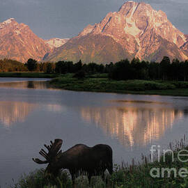 Morning Tranquility by Sandra Bronstein
