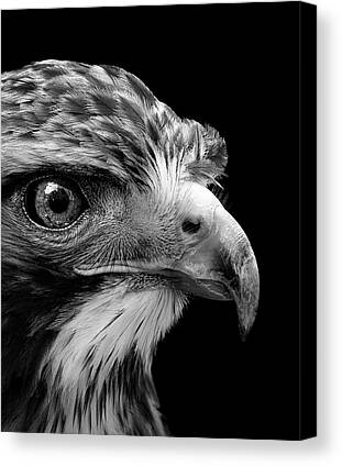 Buzzard Canvas Prints for Sale