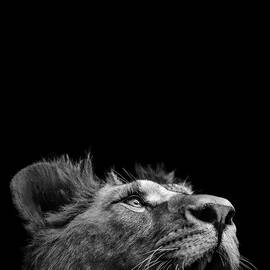 Portrait of Lion in black and white III by Lukas Holas