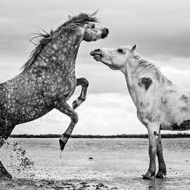 Rearing Stallion I by Tim Booth