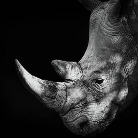 Rhinoceros by Malcolm Macgregor