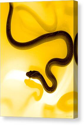 Reptiles Canvas Prints for Sale