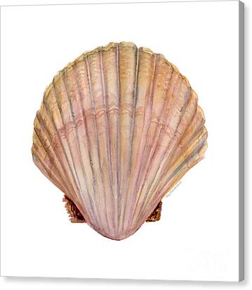 Scallop Shell Canvas Print
