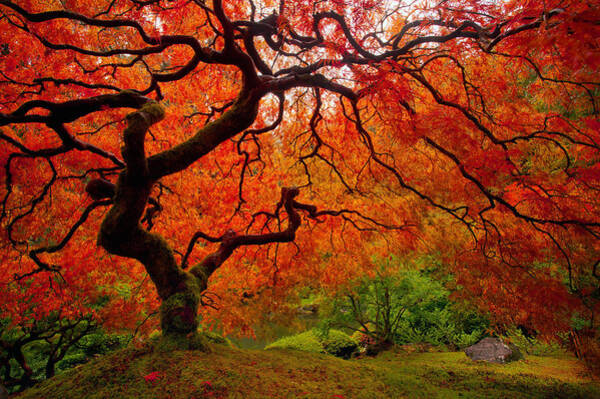 Tree Fire Art Print
