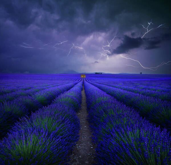 Wetter Im Lavendelfeld Art Print