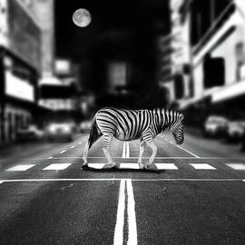 Zebra Crossing by By Sigi Kolbe